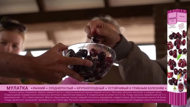Черешня «Мулатка» Черешня «Мулатка»