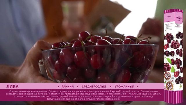 Черешня «Лика» Черешня «Лика»