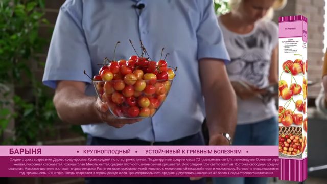 Черешня «Барыня» Черешня «Барыня»