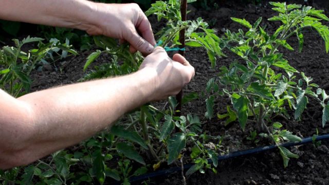 Опора снижает нагрузку на растение и предотвращает контакт с почвой. Опора снижает нагрузку на растение и предотвращает контакт с почвой.