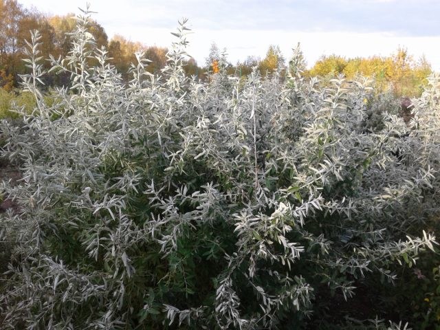 Визуально расширить сад позволят посаженные по периметру растения с серо-голубой листвой