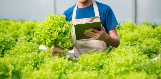 Листовой салат — выбираем сорт по вкусу и пользе