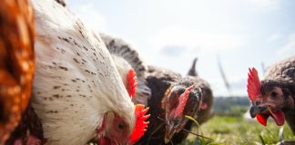 Лучшие мясные породы кур — выбираем идеальный вариант для своего хозяйства