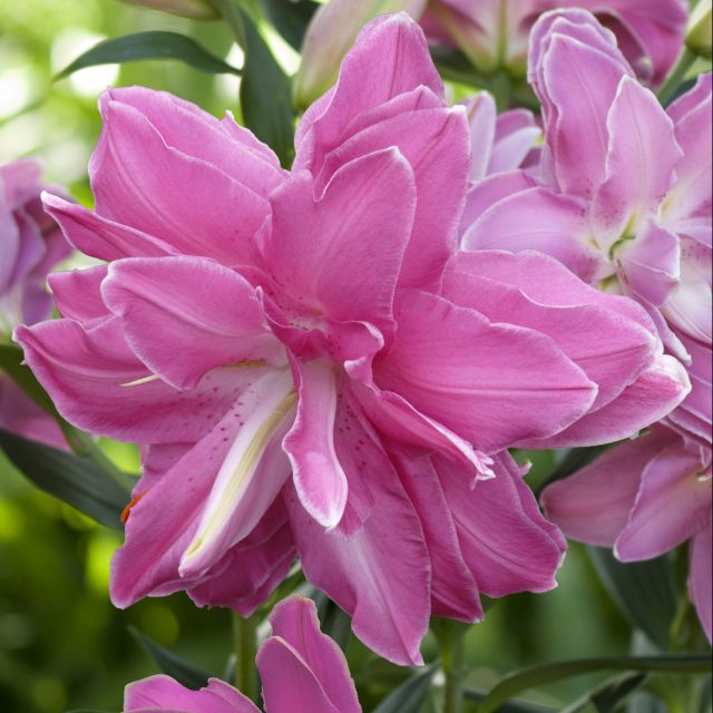 Лилия «Лотус Уандер» ('Lotus Wonder')