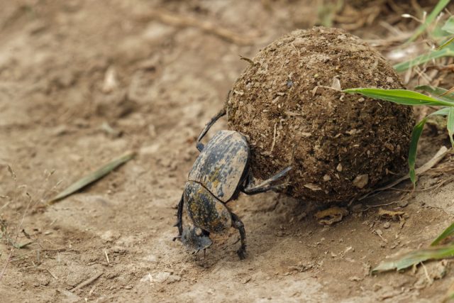 Навозные жуки — скромные помощники каждого садовода