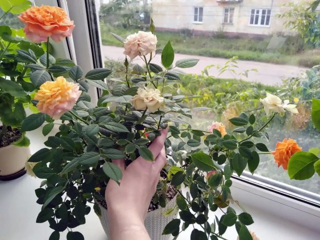 Роза Кордана Роза Кордана