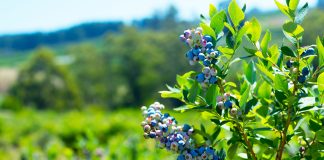 С чем посадить голубику для лучшего урожая и здоровья куста?