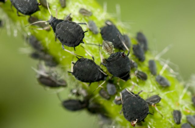 От насекомых-вредителей хорошо помогают феромонные ловушки.