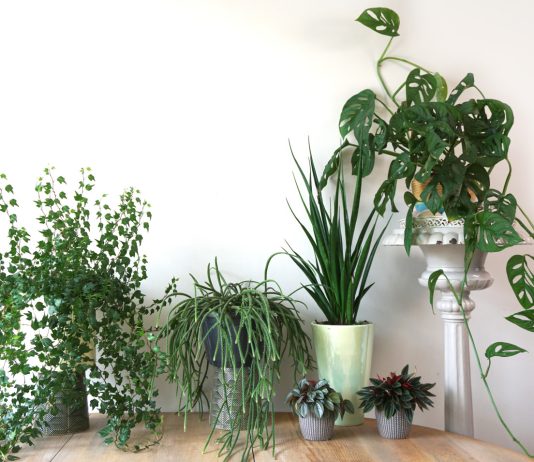 Вертикальный сад дома: 14 лиан и ампельных растений для квартиры