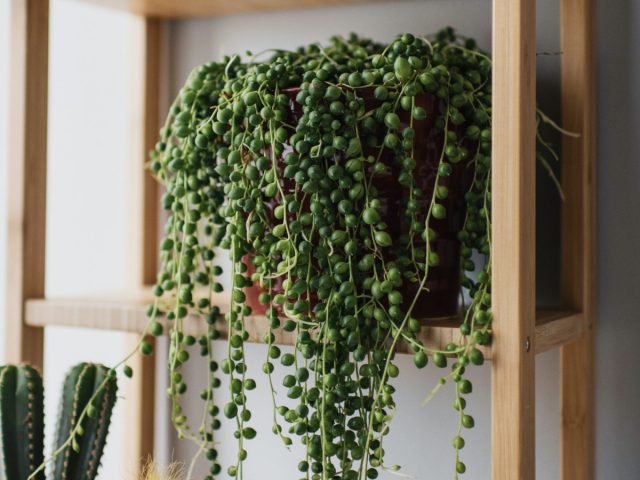 Крестовник – стелющееся растение с очень необычной формой листьев, что позволяет использовать его в комнатном цветоводстве как ампельную культуру