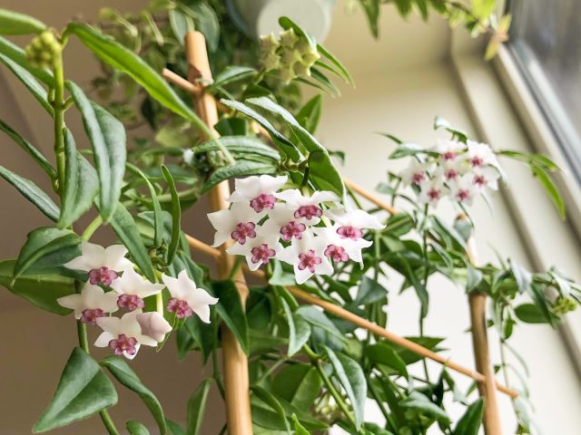 Хойя имеет две разновидности, популярные в комнатном цветоводстве - хойя прекрасная (Hoya bella) и хойя многоцветковая (Hoya multiflora). У первой цветки белые с красно-фиолетовой коронкой, у второй - нежные зеленовато-желтые