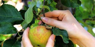 Выбираем лучшие сорта: яблони и груши российской селекции