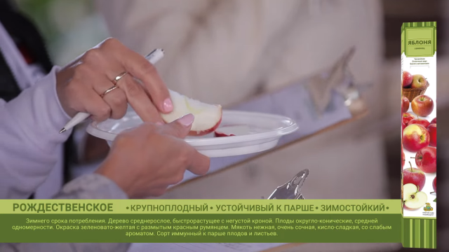 Яблоня «Рождественское» Яблоня «Рождественское»