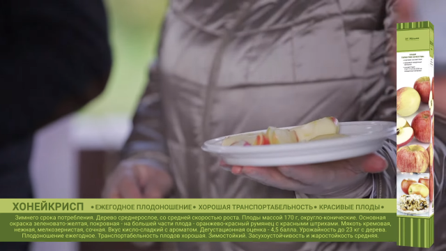 Яблоня «Хонейкрисп» Яблоня «Хонейкрисп»