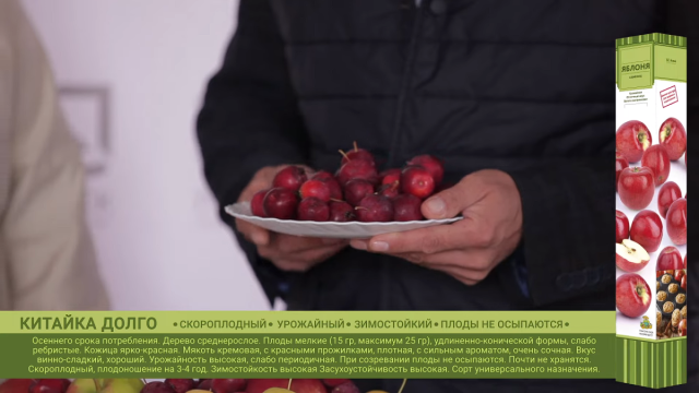 Яблоня «Китайка Долго» Яблоня «Китайка Долго»