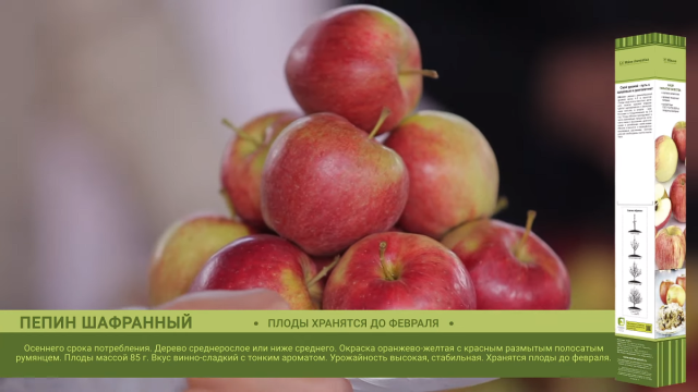 Яблоня «Пепин шафранный» Яблоня «Пепин шафранный»