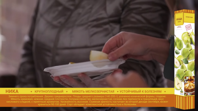 Груша «Ника» Груша «Ника»