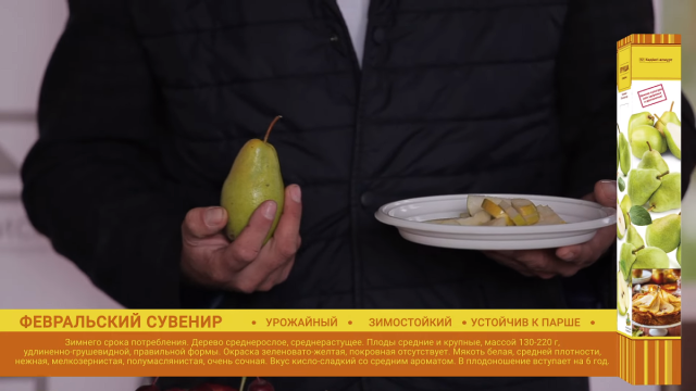 Груша «Февральский сувенир» Груша «Февральский сувенир»