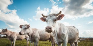 Выращивание мясных бычков на зеленой траве — выгодный бизнес