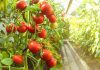 Защита сада от вредителей: чем, когда и как обрабатывать растения