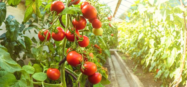 Защита сада от вредителей: чем, когда и как обрабатывать растения?