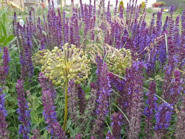 Когда аллиум доцветает, самые ранние сорта шалфея как раз только начинают распускать бутоны и приходят ему на смену Когда аллиум доцветает, самые ранние сорта шалфея как раз только начинают распускать бутоны и приходят ему на смену