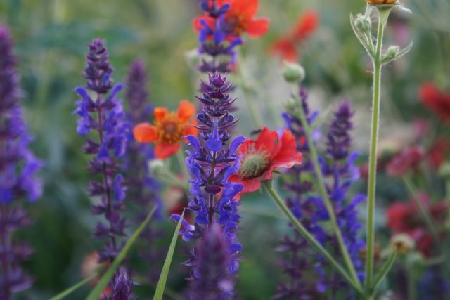 Шалфей распускается, когда у гравилата доцветают последние цветки. Шалфей распускается, когда у гравилата доцветают последние цветки.