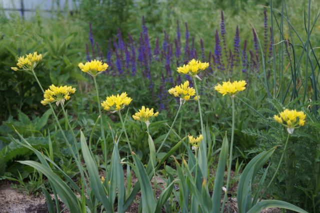 Желто-фиолетовое сочетание с луком Моли смотрится очень ярко Желто-фиолетовое сочетание с луком Моли смотрится очень ярко