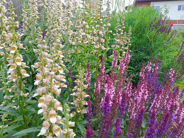 Нежная наперстянка кофейного оттенка очень освежает темно-фиолетовый шалфей Нежная наперстянка кофейного оттенка очень освежает темно-фиолетовый шалфей