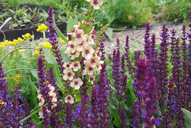 Хотя коровяк гораздо выше этого цветка, вместе они смотрятся очень гармонично Хотя коровяк гораздо выше этого цветка, вместе они смотрятся очень гармонично