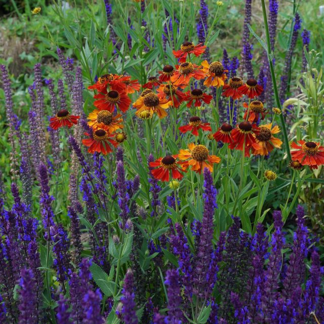 Кустики «Рубинцверга» очень рыхлые и его цветочки живописно парят над куртинами шалфея Кустики «Рубинцверга» очень рыхлые и его цветочки живописно парят над куртинами шалфея