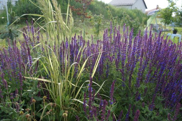 Мне нравится сочетать шалфей с желтолистным вейником «Ингланд» Мне нравится сочетать шалфей с желтолистным вейником «Ингланд»