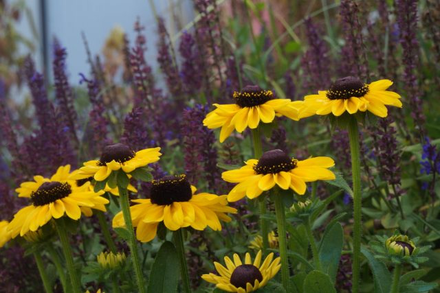 В прошлом году я посадила в ноги к шалфею рудбекию «Тото Лимон» В прошлом году я посадила в ноги к шалфею рудбекию «Тото Лимон»