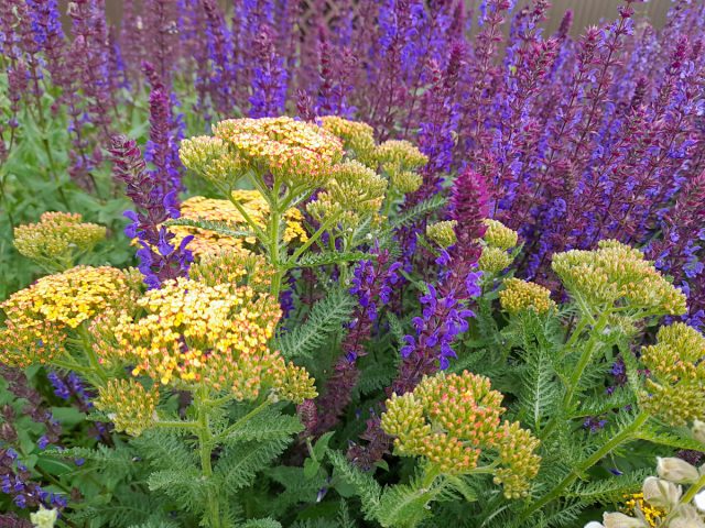 У ахиллеи горизонтальные щитковидные соцветия, которые станут отличной плоскостью для того чтобы подчеркнуть вертикальные шпили шалфея дубравного У ахиллеи горизонтальные щитковидные соцветия, которые станут отличной плоскостью для того чтобы подчеркнуть вертикальные шпили шалфея дубравного