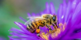 Почему цветы, опыленные медоносными пчелами, дают меньше качественных семян.