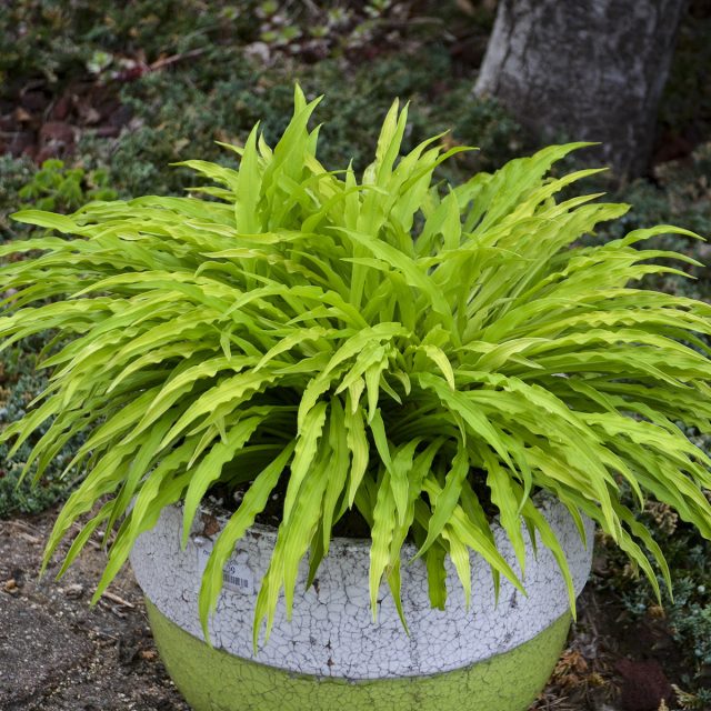 Хоста «Атом Смэшер» (Hosta 'Atom Smasher') Хоста «Атом Смэшер» (Hosta 'Atom Smasher')