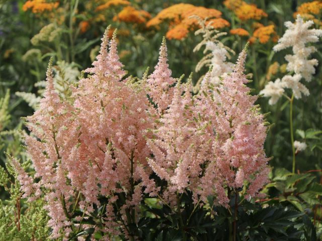 Астильба «Юник Салмон» (Astilbe 'Younique Salmon') Астильба «Юник Салмон» (Astilbe 'Younique Salmon')