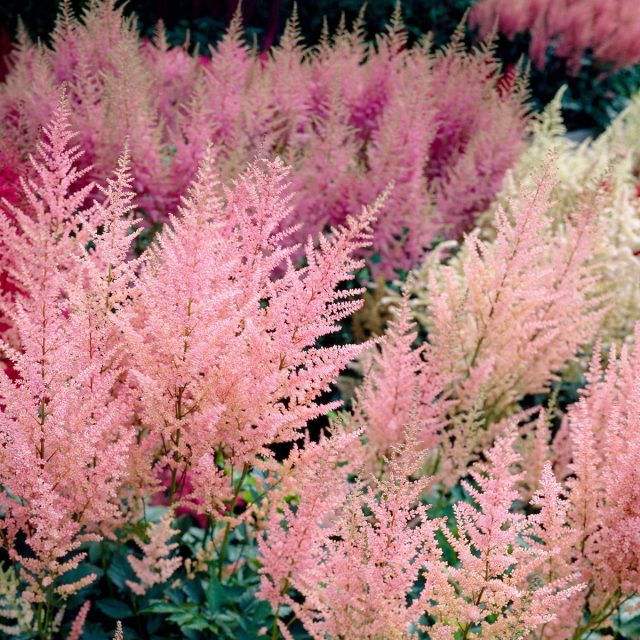 Астильба «Пичес энд Крим» (Astilbe Arendsii 'Peaches and Cream') Астильба «Пичес энд Крим» (Astilbe Arendsii 'Peaches and Cream')