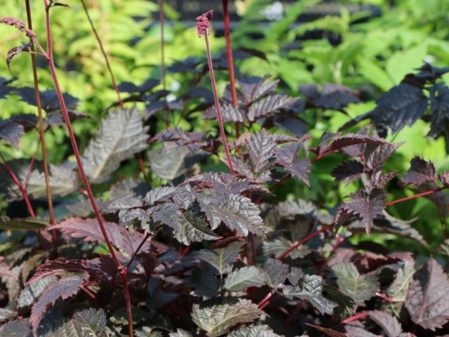 Астильба «Чоколат Сёгун» (Astilbe 'Chocolate Shogun') Астильба «Чоколат Сёгун» (Astilbe 'Chocolate Shogun')