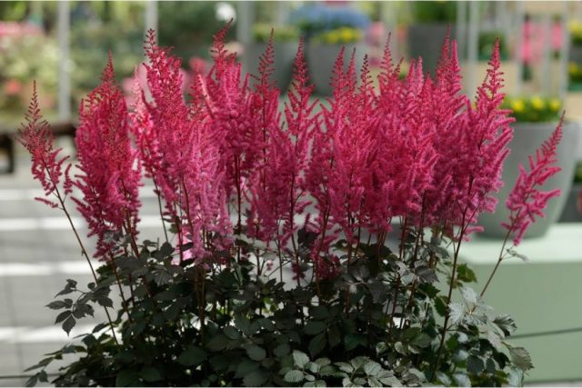 Астильба «Майти Чоколат Черри» (Astilbe Chinese 'Mighty Chocolate Cherry') Астильба «Майти Чоколат Черри» (Astilbe Chinese 'Mighty Chocolate Cherry')
