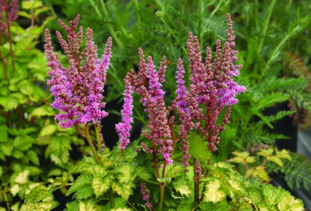 Астильба «Колор Флеш Лайм» (Astilbe arendsii 'Color Flash Lime') Астильба «Колор Флеш Лайм» (Astilbe arendsii 'Color Flash Lime')