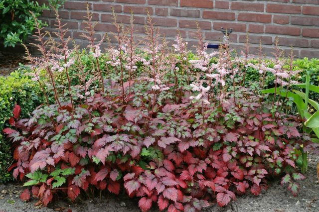 Астильба «Колор Флэш» (Astilbe arendsii 'Color Flash') Астильба «Колор Флэш» (Astilbe arendsii 'Color Flash')