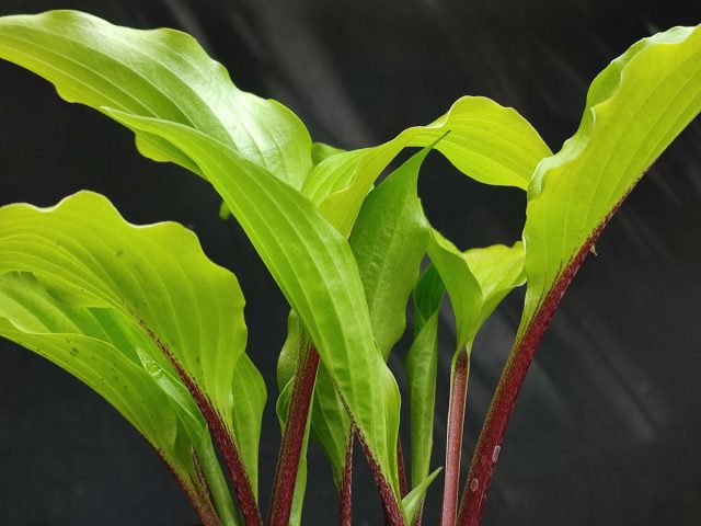 Хоста «Крис Чайна Стар» (Hosta 'Chris' China Star') Хоста «Крис Чайна Стар» (Hosta 'Chris' China Star')