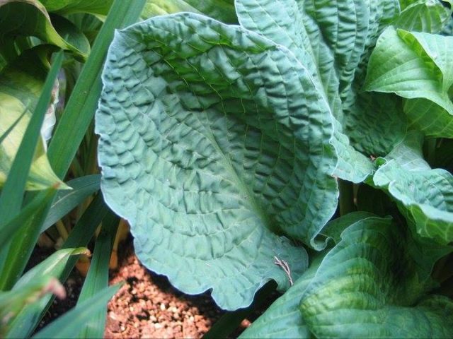 Хоста «Кринклд Лезер» (Hosta 'Crinkled Leather') Хоста «Кринклд Лезер» (Hosta 'Crinkled Leather')