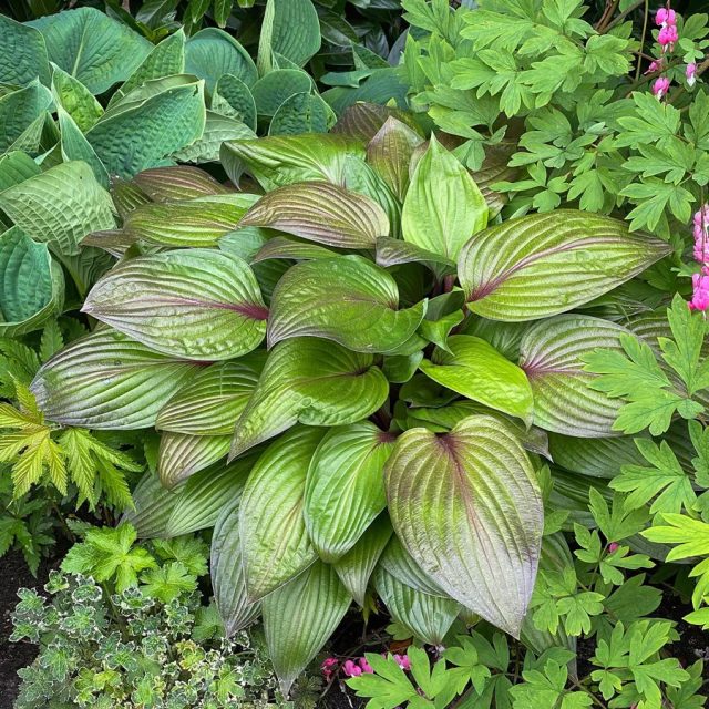 Хоста «Ферст Блаш» (Hosta 'First Blush') Хоста «Ферст Блаш» (Hosta 'First Blush')