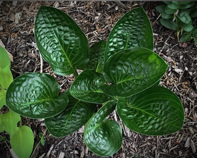 Хоста «Миднайт Ойл» (Hosta 'Midnight Oil') Хоста «Миднайт Ойл» (Hosta 'Midnight Oil')