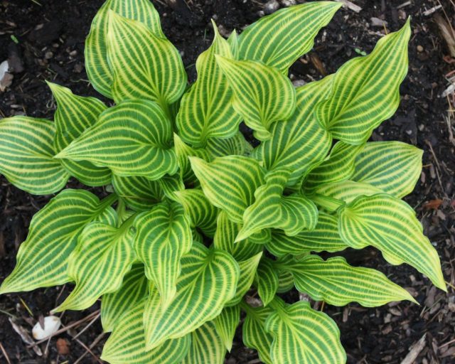 Хоста «Мито Но Хана» (Hosta 'Mito-No-Hana') Хоста «Мито Но Хана» (Hosta 'Mito-No-Hana')