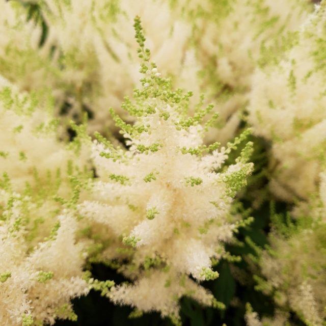 Астильба «Мохито» (Astilbe chinensis 'Mojito') Астильба «Мохито» (Astilbe chinensis 'Mojito')