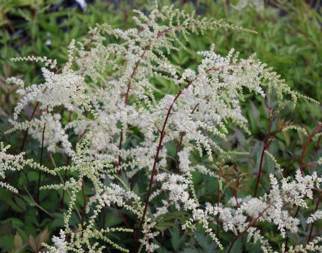 Астильба «Моккачино» (Astilbe 'Moccachino') Астильба «Моккачино» (Astilbe 'Moccachino')