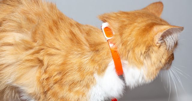 Для владельцев кошек и собак соблюдение правил зоогигиены – это обязательное условие Для владельцев кошек и собак соблюдение правил зоогигиены – это обязательное условие